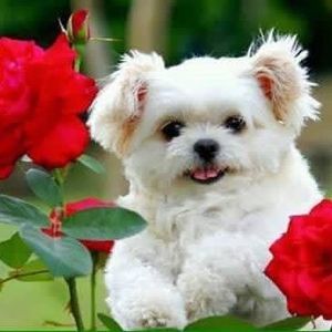 Meet your Posher, Mia